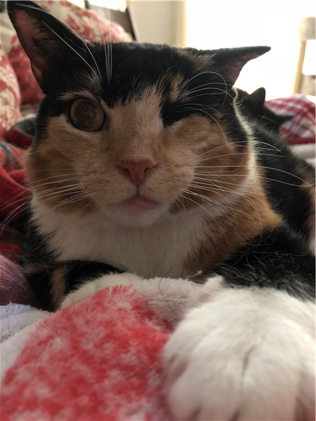 /Images/uploads/Humane Rescue Alliance/HRACalendarPhotoContest/entries/8338thumb.jpg